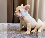 Small #5 French Bulldog