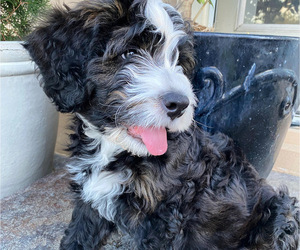 Bernedoodle Puppy for Sale in RED BLUFF, California USA
