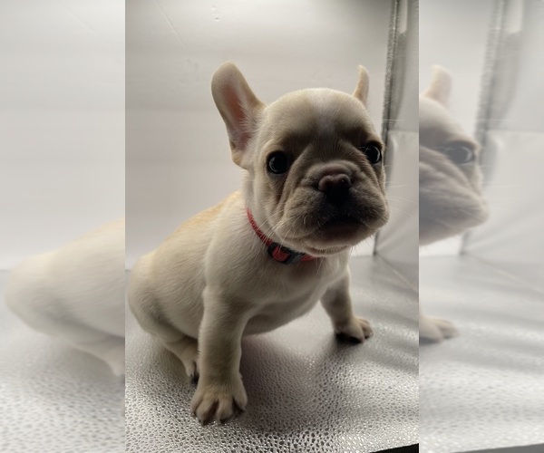 Medium Photo #22 French Bulldog Puppy For Sale in CLEARWATER, FL, USA