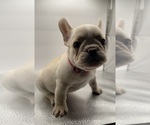 Small #2 French Bulldog