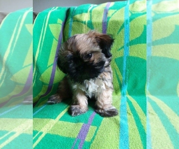 Medium Photo #4 Shih Tzu Puppy For Sale in NEW YORK MILLS, MN, USA