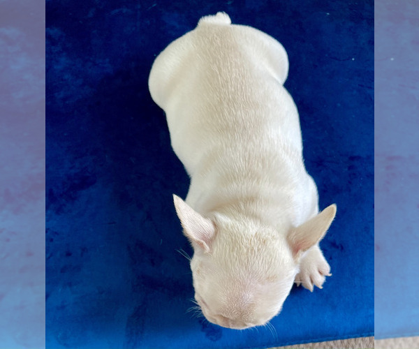 Medium Photo #11 French Bulldog Puppy For Sale in CHARLESTON, SC, USA