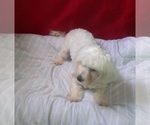 Small #3 Maltese
