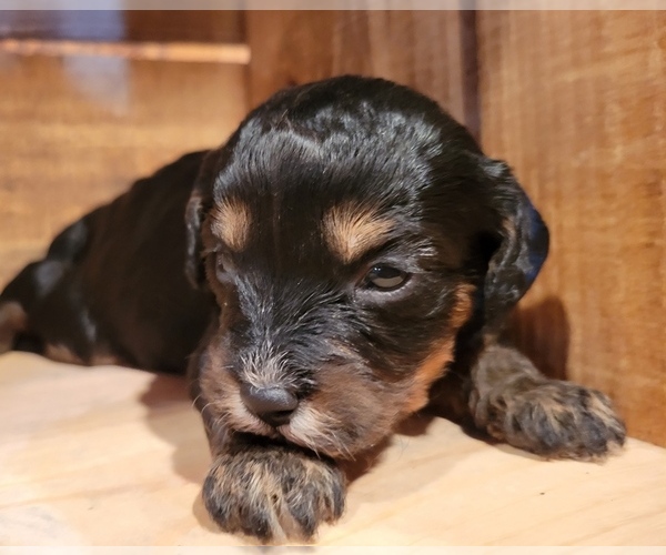 Medium Photo #1 Cavapoo Puppy For Sale in PINK HILL, NC, USA