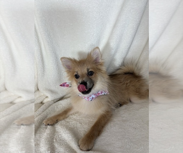 Medium Photo #2 Pomeranian Puppy For Sale in GREENFIELD, IN, USA