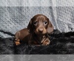 Puppy Mocha Dachshund