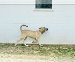 Small #22 Anatolian Shepherd-Rhodesian Ridgeback Mix