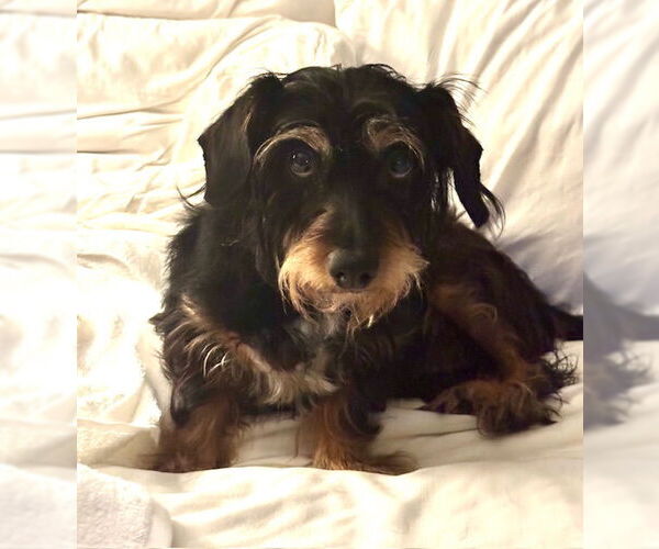 Medium Photo #1 Dachshund Puppy For Sale in Tarrytown, GA, USA