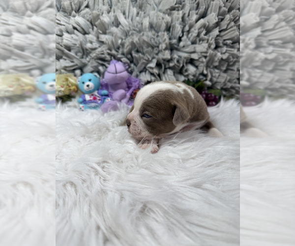 Medium Photo #10 Olde English Bulldogge Puppy For Sale in AUSTIN, TX, USA