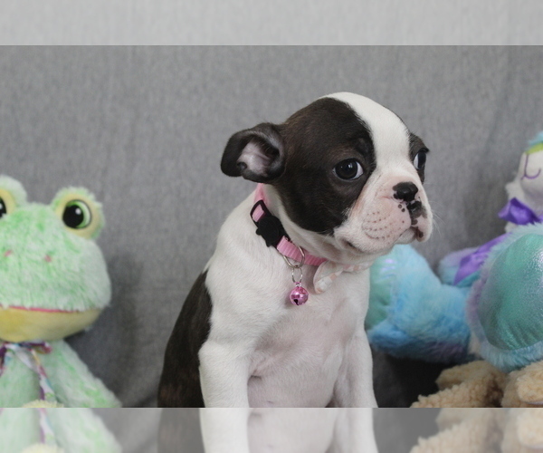 Medium Photo #1 Boston Terrier Puppy For Sale in BROOKSVILLE, FL, USA