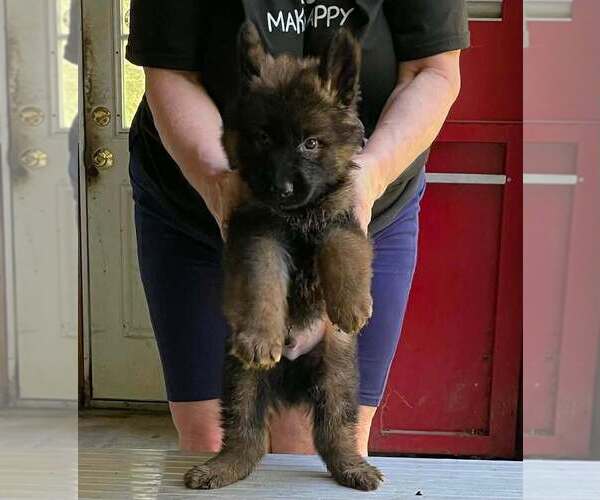 Medium Photo #6 German Shepherd Dog Puppy For Sale in NORTHWOOD, NH, USA