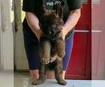 Small #5 German Shepherd Dog