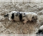Small Photo #4 Cardigan Welsh Corgi Puppy For Sale in BEULAVILLE, NC, USA