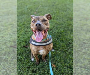 Bruno - Male Mutt Dog for Adoption - Photo #13