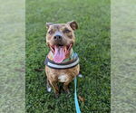 Small #12 American Pit Bull Terrier Mix