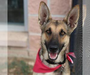 German Shepherd Dog-Unknown Mix Dogs for adoption in San Antonio, TX, USA