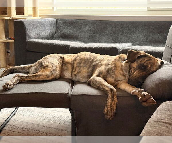 Medium Photo #5 Mastiff-Unknown Mix Puppy For Sale in Rockaway, NJ, USA