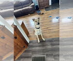 Small #7 Labrador Retriever Mix