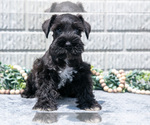 Puppy Randy Schnauzer (Miniature)