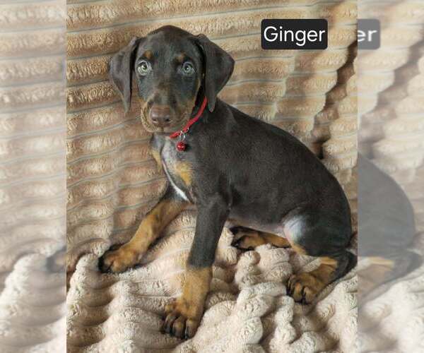 Medium Photo #6 Doberman Pinscher Puppy For Sale in POMEROY, OH, USA