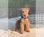 Small Photo #1 Welsh Terrier Puppy For Sale in SAN ANTONIO, TX, USA