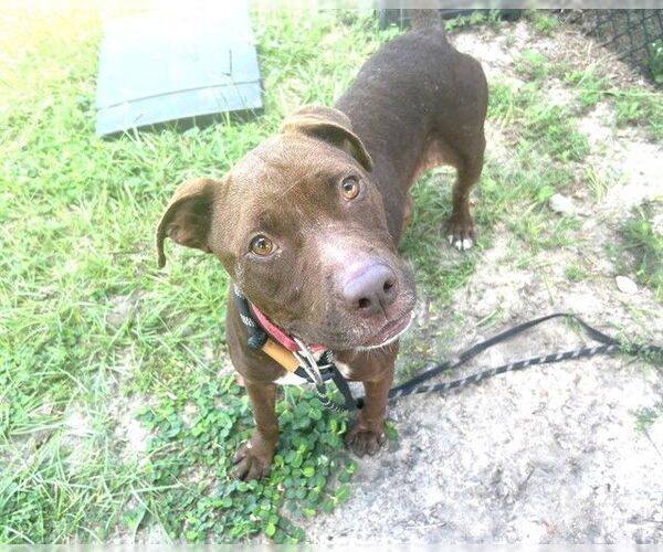 Medium Photo #2 American Pit Bull Terrier-Unknown Mix Puppy For Sale in Tavares, FL, USA