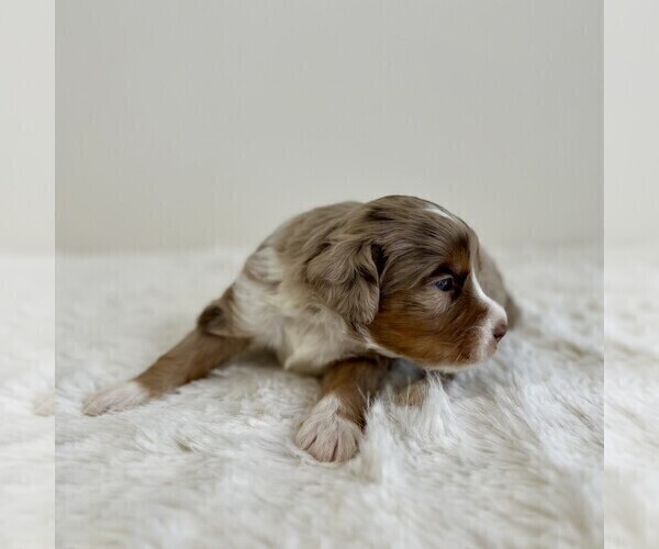 Medium Photo #4 Aussiedoodle Miniature -Miniature Bernedoodle Mix Puppy For Sale in CULPEPER, VA, USA