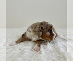 Small #3 Aussiedoodle Miniature -Miniature Bernedoodle Mix