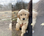 Puppy Puppy 1 Golden Retriever