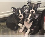Small Boston Terrier