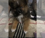 Small Photo #10 Pomeranian Puppy For Sale in PETERSBURG, VA, USA