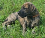 Small Photo #5 Great Dane Puppy For Sale in LEANDER, TX, USA