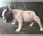Small Photo #11 French Bulldog Puppy For Sale in BLUE MOUND, TX, USA