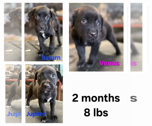 Medium Photo #4 Chihuahua-Labrador Retriever Mix Puppy For Sale in Virginia Beach, VA, USA