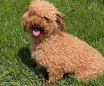 Small #11 Cavapoo