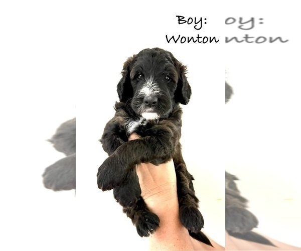 Medium Photo #1 Bernedoodle Puppy For Sale in MOULTON, AL, USA