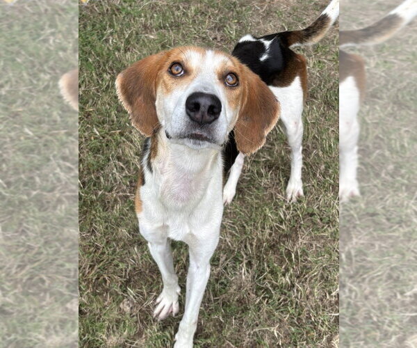 Medium Photo #3 Mutt Puppy For Sale in Glen Allen, VA, USA