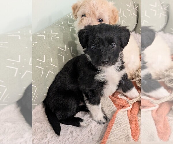 Medium Photo #2 Aussie-Poo Puppy For Sale in CICERO, NY, USA