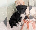 Small #1 Aussie-Poo