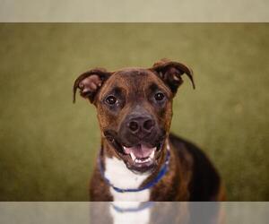 Labrador Retriever-Unknown Mix Dogs for adoption in Orlando, FL, USA
