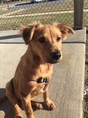 German Shepherd Dog-Unknown Mix Puppy for sale in FORT STEWART, GA, USA