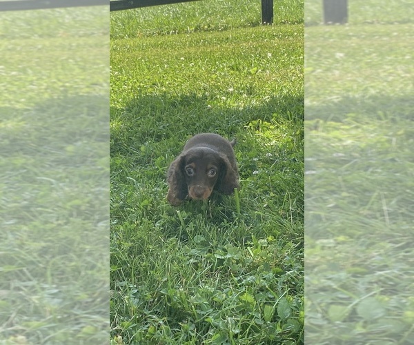 Medium Photo #4 Dachshund Puppy For Sale in CANOGA, NY, USA
