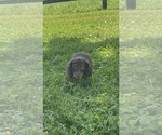 Small #3 Dachshund
