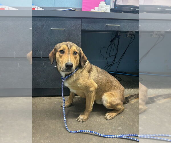 Medium Photo #3 Mutt Puppy For Sale in Evansville, IN, USA