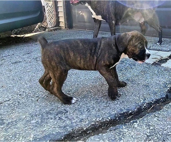Medium Photo #4 America Bandogge Mastiff Puppy For Sale in JOLIET, IL, USA