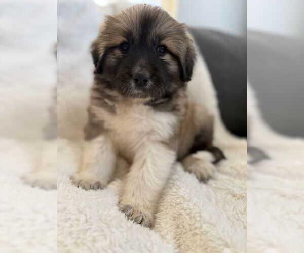 Medium Photo #3 Anatolian Pyrenees Puppy For Sale in MIDWAY, UT, USA