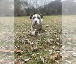 Small Photo #10 American Bully Puppy For Sale in LANCASTER, PA, USA