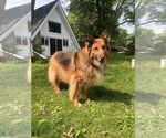 Small #2 Collie-German Shepherd Dog Mix