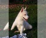Small Photo #8 Siberian Husky Puppy For Sale in DANBY, VT, USA