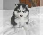 Image preview for Ad Listing. Nickname: Boo Pomsky